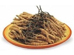 北京回收冬蟲(chóng)夏草禮品鑒別專(zhuān)家