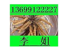 西安回收冬虫夏草13699122227虫草粉还能吃吗