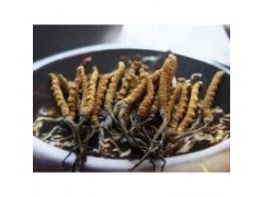 文登市冬蟲夏草收購價格13365398992