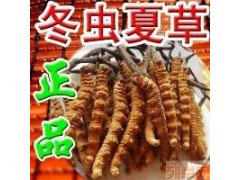 沈阳市回收冬虫夏草丶1克价格95元104元147元169元223元不同