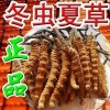 辽源市回收冬虫夏草13552580311包括过期丶断头条丶生虫蛀通统收