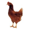 金脂能蛋鸡专用乳化油粉