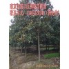 广玉兰树木价格