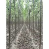 太康楸樹基地，最大的楸樹種植批發(fā)基地，梓樹，欒樹，合歡