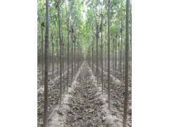 太康楸樹基地出售欒樹，楸樹苗，梓樹，合歡，女貞