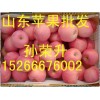 山東紅富士蘋果價格行情