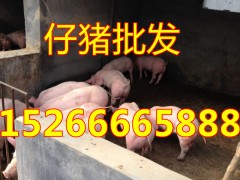 山东仔猪供应基地15266665888