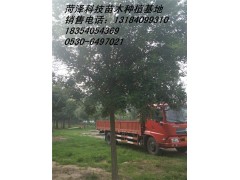 15公分白蠟價格