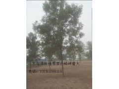 18公分白蠟價格