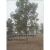 25公分白蜡价格