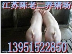 安慶商品仔豬價格