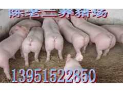 亳州商品仔豬價格