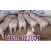 亳州商品仔豬價格