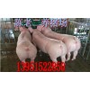 銅陵商品仔豬價格