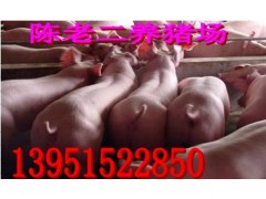 黃山商品仔豬價格