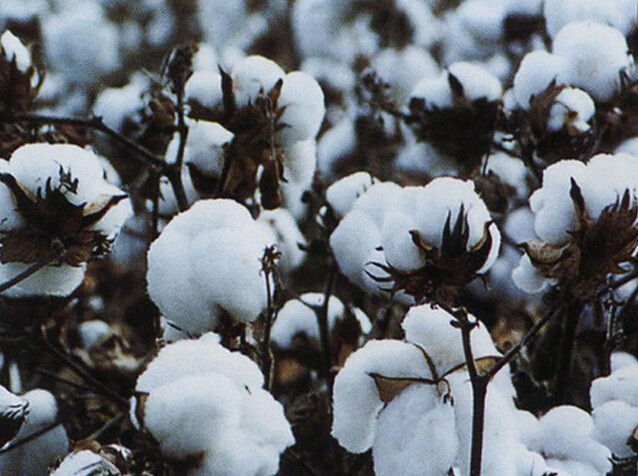 喜人！国内棉花产业进入新时代