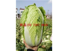 湖北白菜