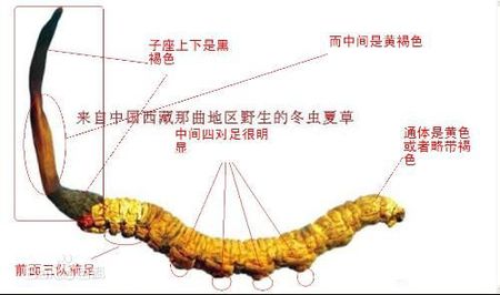 连云区回收发霉虫草诚信回收极草5X含片