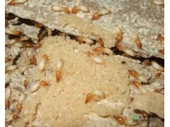 白蟻防治方法_360百科