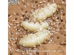 為什么家里會(huì)有白蟻?該怎么防治?