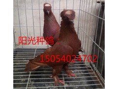 黃元寶鴿出售，元寶鴿養(yǎng)殖場。