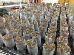 平底50孔加厚菜营养钵花卉育苗盘多肉抗氧化耐用盆栽芽苗育秧盆图2