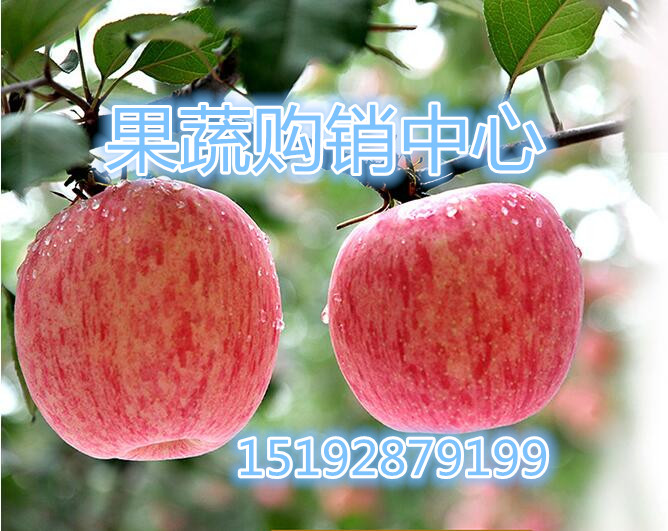 兴义新红星苹果%今日山东红星苹果