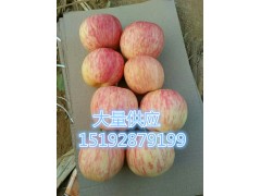 》》》纸袋2o17辽阳县早熟红富士苹果多少一斤
