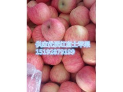 山东冷库红富士苹果条红纸袋红富士苹果 红富士苹果今日价格