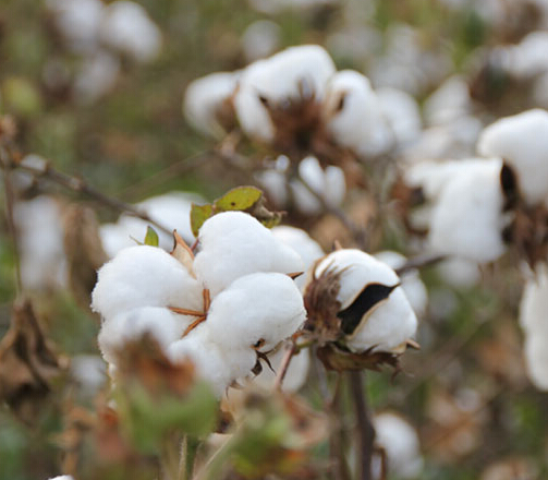 棉花供应不足 未来棉市或震荡上扬