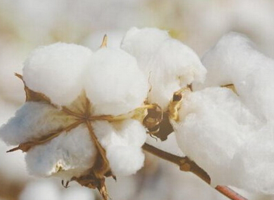 种植成本上涨 未来棉价上涨空间不大