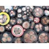 忠縣銅管、銅瓦、銅套回收】xunshou新行情—多少玉米一噸？