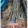 梨树苗那里有卖的 梨树苗价格
