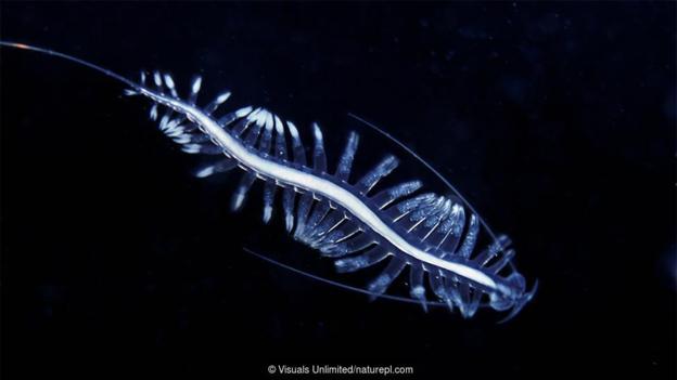 浮游生活的太平浮蠶（Tomopteris pacifica）