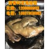 正宗土窯雞配方 嘉興泥包叫花雞培訓 傳授荷香叫花雞做法