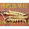天津回收冬蟲夏草15673275555高價回收個人禮品蟲草