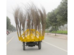 河北拖拽式扫地车  河北圆盘式扫地车图1