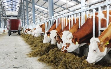 青海：要发展畜牧业机械化水平 以及畜牧业机械化发展的建议