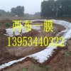新疆1200克兩布一膜廠家