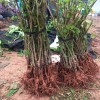 种植大果桑苗现正当时