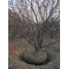 【山西山桃树】-山西山桃树价格报价-迅收黄页