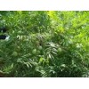 大型文冠果苗_文冠苗_优良中华文冠果苗_货到付
