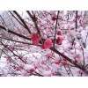 红梅价格基地_山西春秋园林_精品苗木_量大从优