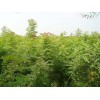 阳丰柿子苗供应商,价格,山西柿子苗批发市场-迅收网