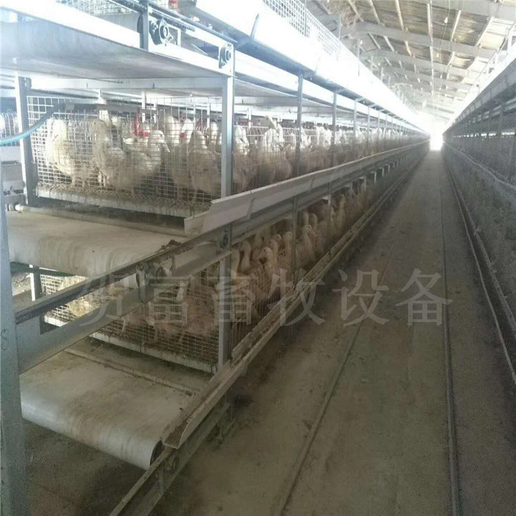 肉鸭笼养设备/优质肉鸭笼厂家/河北全自动肉鸭笼价格