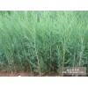 出售營(yíng)養(yǎng)杯側(cè)柏白皮松定植側(cè)柏白皮松