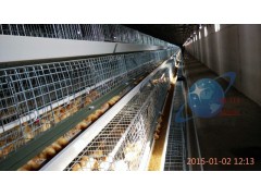 供应 肉鸡笼 蛋鸡笼 育雏笼 鸡笼价格 鸡笼厂家银星