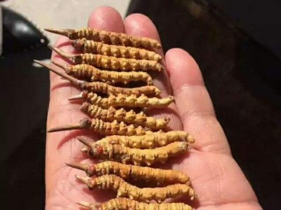 漳州冬虫夏草回收大约多少一根