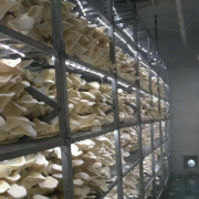 上海南汇食用菌整厂设备回收